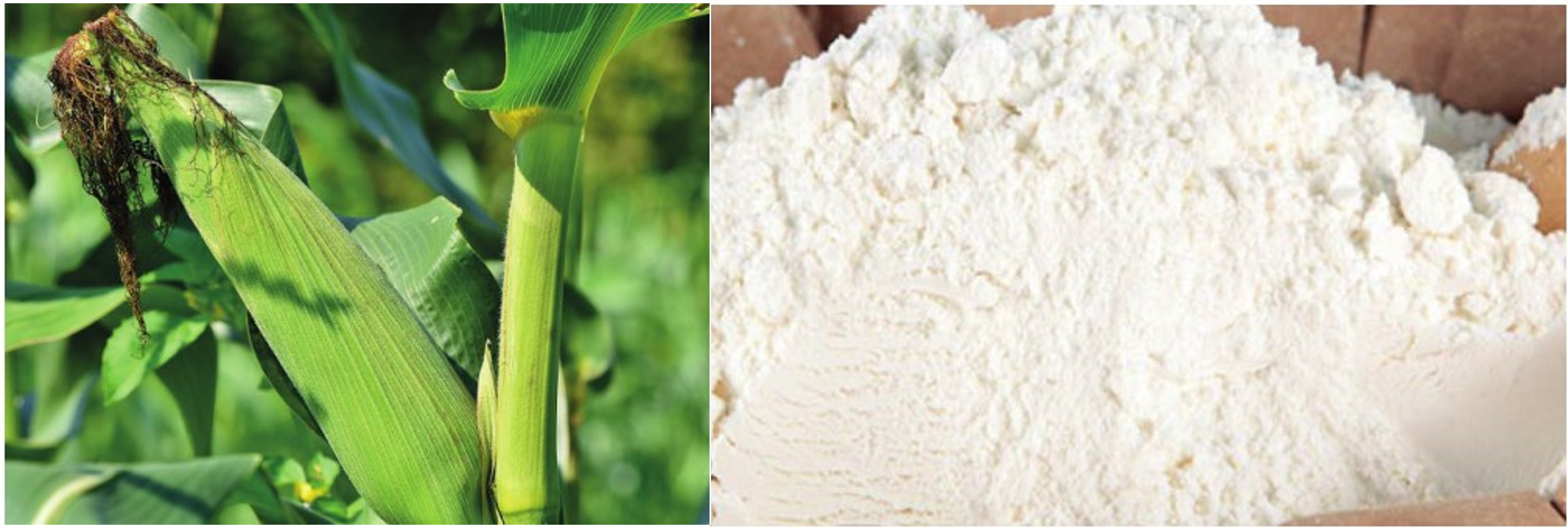 EcoLife Companies Limited